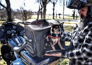 NR-240 Rover Pet Carrier: ROUTE 1 ROVER PET CARRIER
NR-240


LIFETIME WARRANTY (Through Nelson Rigg)


Spacious main compartm